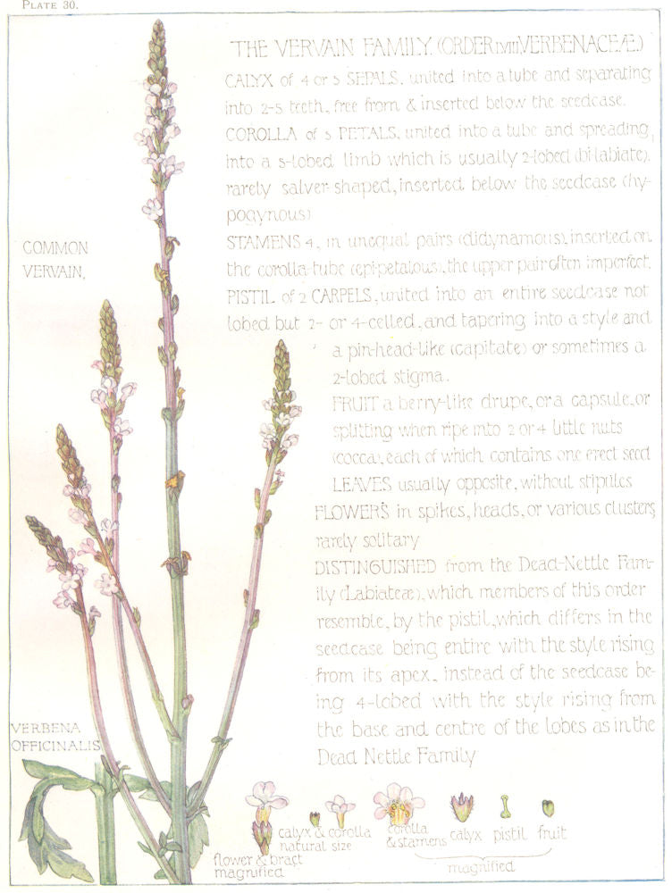FLOWERS. Vervain family. Verbenaceae. Common Vervain 1907 old antique print